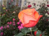 4fcf541a-Picture 6586.jpg